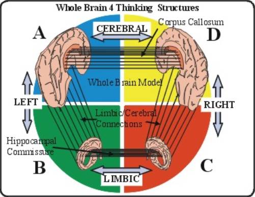 Herrmann Brain Dominance Instrument® HBDI® Overview - LEADx